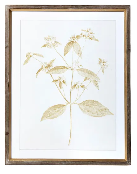 Sepia Botanical Framed Print